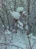 Зима в лесу 4: оригинал