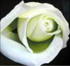 Схема вышивки «Падушкя Белая роза»