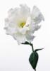 Белый цветок: оригинал