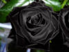 Схема вышивки «Чурная роза»