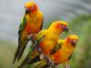 Схема вышивки «Три ярких попугая»
