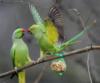 Схема вышивки «Зеленые попугайчики»