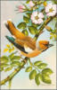 Схема вышивки «Птица на ветке шиповника»