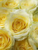 Схема вышивки «Нежно - жёлтые розы»