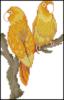 Схема вышивки «Два попугая»