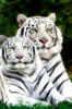 Схема вышивки «Пара белых тигров»