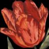Схема вышивки «Red Tulip Close Up»