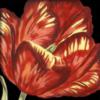 Схема вышивки «Red Tulip Close Up»