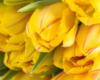 Схема вышивки «Желтые тюльпаны»