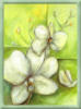 Схема вышивки «Белые цветы на зеленом»