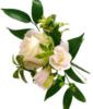 Схема вышивки «Белые  розы»