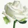 Схема вышивки «Подушка Белая роза»