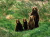 Схема вышивки «Медвежья семья.»