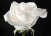 Схема вышивки «Белая роза на черном»