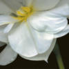 Схема вышивки «Подушка Белый цветок»