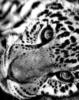 Схема вышивки «Черно-белый леопард»