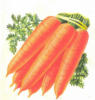 Схема вышивки «Морковь»