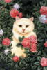 Схема вышивки «Cats & flowers»