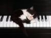 Схема вышивки «Котёнок на клавишах»