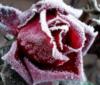 Схема вышивки «Снежная роза»
