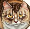Схема вышивки «Портрет котика»