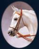 Схема вышивки «Портрет коня в овале»
