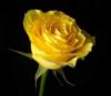 Схема вышивки «Желтая роза на черном»