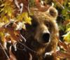 Схема вышивки «Бурый медведь в осеннем лесу»
