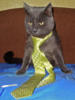 Схема вышивки «Кот в галстуке»