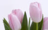 Схема вышивки «Тюльпаны розовые»