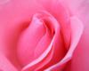 Схема вышивки «Роза розовая»