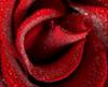 Схема вышивки «Роза в росе 2»