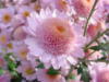 Схема вышивки «Хризантема розовая»