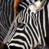 Схема вышивки «Zebra»