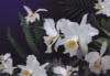 Схема вышивки «Лесные орхидеи»