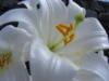 Схема вышивки «Цветок белой лилии»
