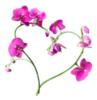 Схема вышивки «Сердце-орхидея»