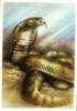Среднеазиатская кобра: оригинал