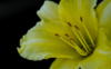 Схема вышивки «Жёлтый цветок»