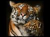 Схема вышивки «Тигрица и детеныш»