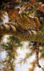 Леопард на дереве: оригинал