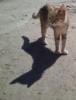 Кошечка с тенью: оригинал