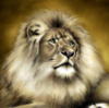 Схема вышивки «Лев - Царь зверей»
