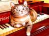 Схема вышивки «Кот на пианино»