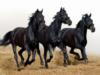 Схема вышивки «Три черных коня»