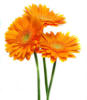 Схема вышивки «Yellow-orange daisy»
