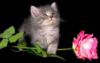 Схема вышивки «Котенок с розой»