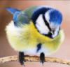 Схема вышивки «Птичка-синичка»