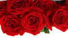 Схема вышивки «Red roses»