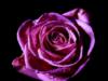 Схема вышивки «Пурпурная роза»